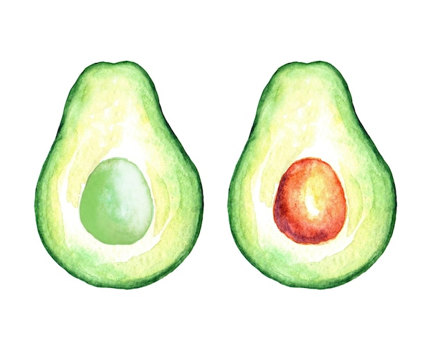 Avocado-Aquarell handgezeichnete Illustration isoliert auf weißem Hintergrund