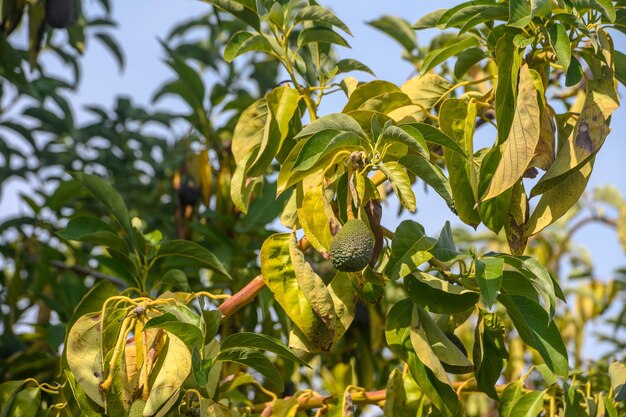 Avocado auf Baumzweigen in Zypern 3