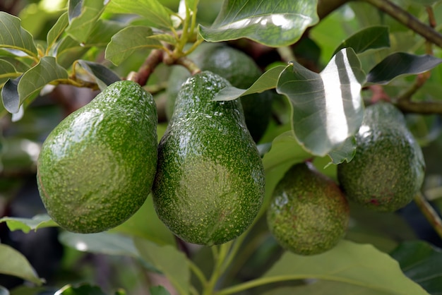 Avocado auf dem Baum mit grünen Blättern