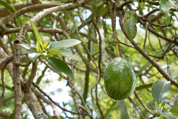 Avocado auf der Pflanze.