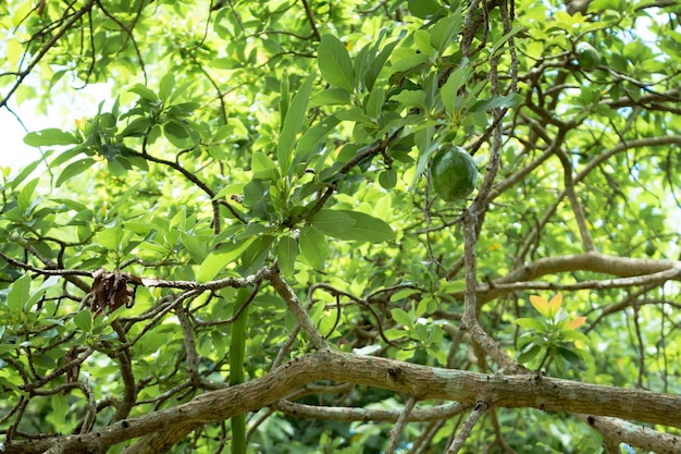 Avocado auf Pflanze.