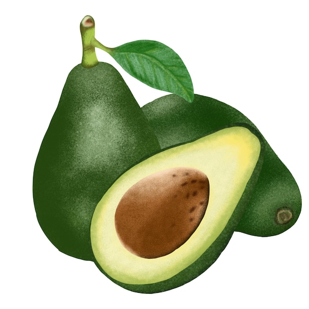 Avocado-Frucht-Illustration