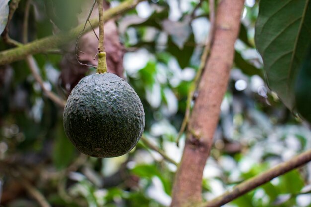 Avocado grüne Frucht hängt vom Baum Wissenschaftlicher Name Persea Americana