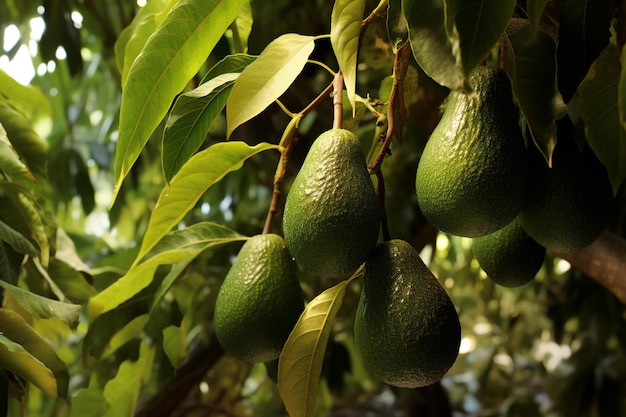 Avocado im Garten