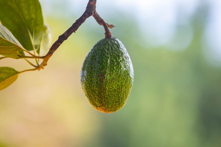 Foto avocado verde em árvore isolado e em foco seletivo
