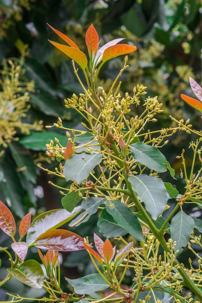 Avocadobaum blüht (Persea Americana)