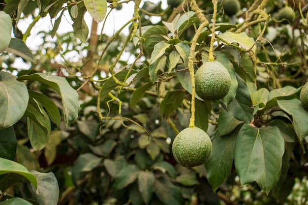 Avocados hängen von Baumgrünfrucht Wissenschaftlicher Name Persea Americana