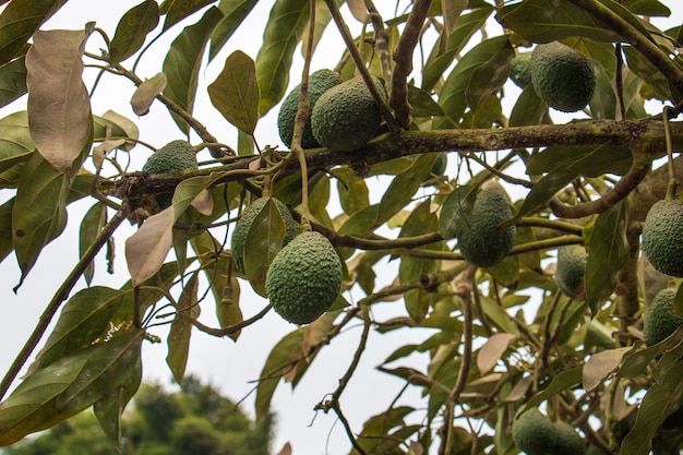 Avocados hängen von Baumgrünfrucht Wissenschaftlicher Name Persea Americana