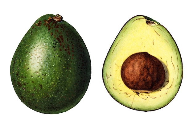Avocados vintage transparentes png Ilustración mejorada digitalmente del Departamento de Agricultura de los Estados Unidos Colección de acuarelas pomológicas Colecciones raras y especiales Biblioteca Nacional Agrícola