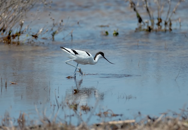 Avocet atravessa as águas azuis em busca de comida