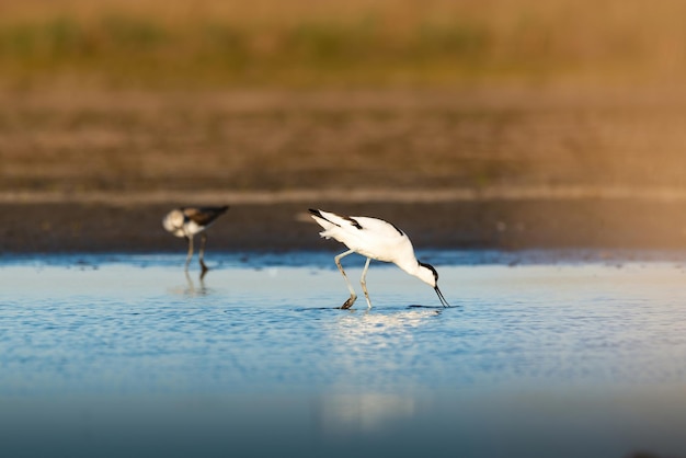 Avocet pied Recurvirostra avosetta wader bird no lago