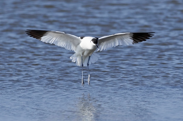 Avoceta de varios colores (Recurvirostra avosetta)