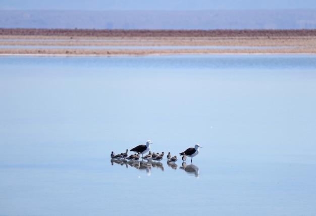 Avocetas Andinas adultas com passarinhos na lagoa Chaxa, Salar de Atacama, norte do Chile