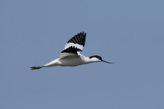 Avosetta Pied Avocet Recurvirostra avosetta