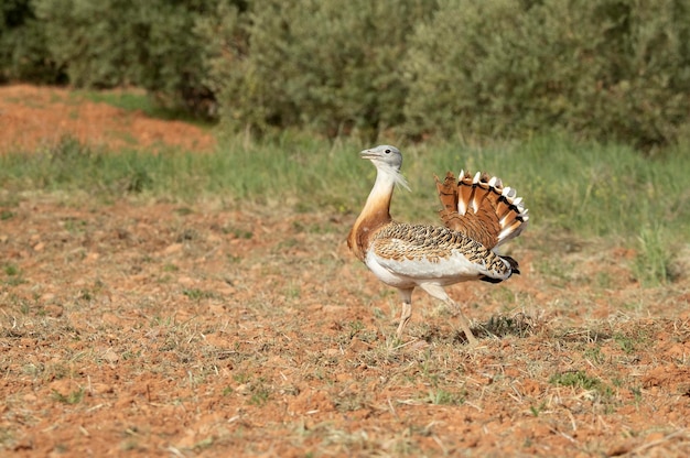 Avutarda macho en celo en un campo de cereales sin sembrar en primavera en el centro de España