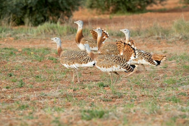 Avutarda machos en celo en un campo de cereales sin sembrar en primavera en el centro de España