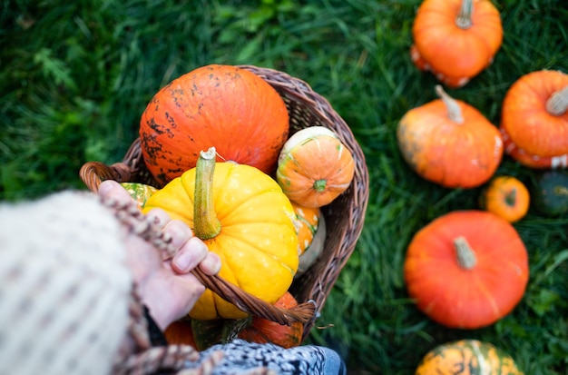 Awoman sosteniendo calabazas decorativas de otoño Concepto de cosecha de vacaciones de Acción de Gracias o Halloween