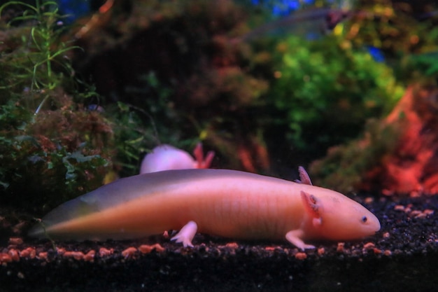 Axolotl de peixe no aquário no fundo de algas e corais