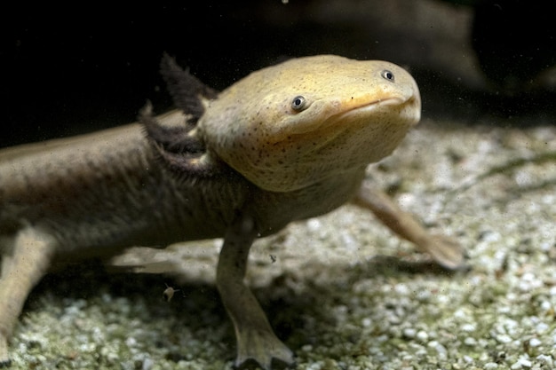 Axolotl frisst unter Wasser die Larve Artemia