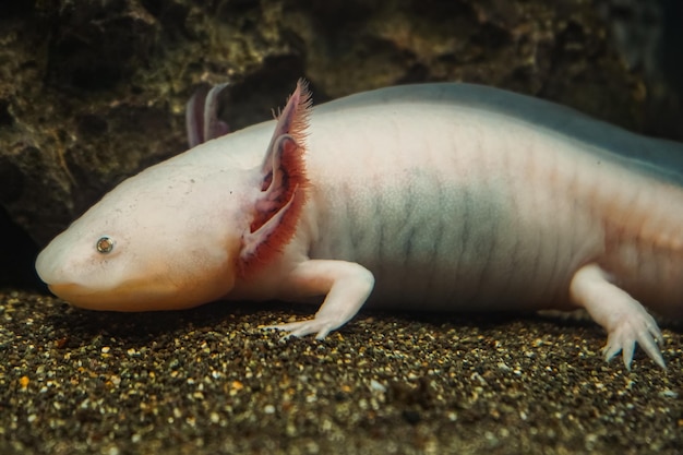 Axolotl Mexikanischer gehender Fischsalamander Tigersalamander Ein rosafarbener Albino-Axolotl in einem Aquarium in der örtlichen Tierhandlung oder Tierhandlung Triton von weißer Farbe am Grund des Sees