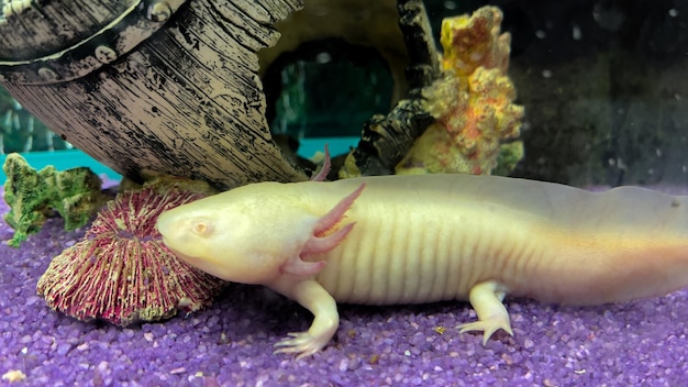 Axolotl Mexikanischer Unterwasserwanderfischsalamander im Aquarium