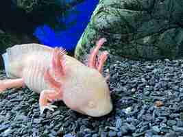 Foto axolotl nadando debaixo d'água vida marinha aquário de peixes branco axolotl salamanda mexicana