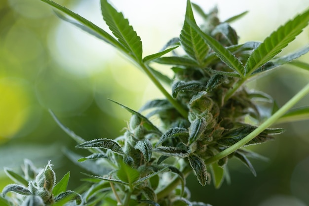 Ayahuasca Purple strain of Medical Cannabis Closeup de bud maduro no dia da colheita de maconha deixa plantas de cannabis um belo fundo