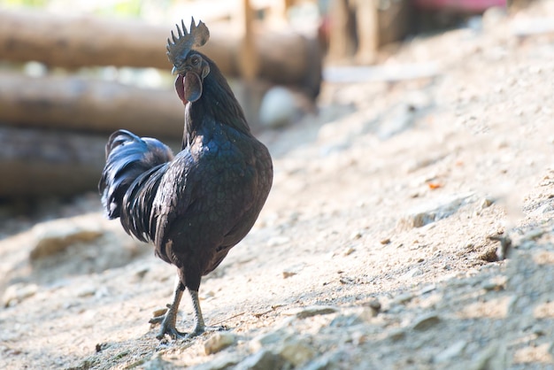 Ayam Cemani Uma raça rara de galinha preta com carne preta