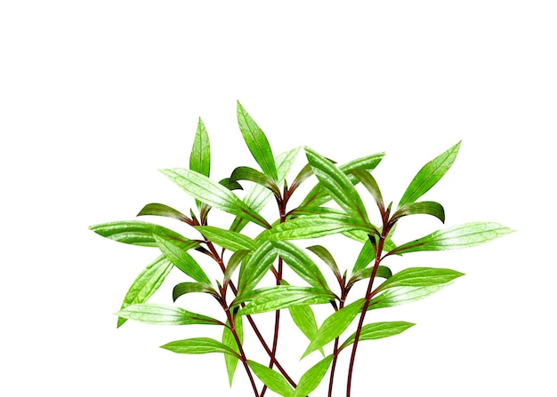 Ayapana triplinervis es un arbusto tropical americano de la familia Asteraceae utilizado en la medicina tradicional