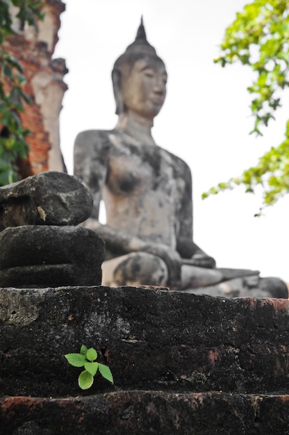 Foto ayudhaya estátua antiga de buda tailândia