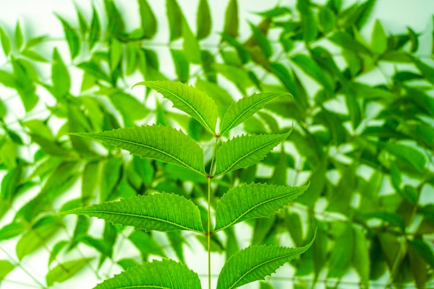 Azadirachta indica Neem hojas y polvo de neem aislado sobre fondo blanco.