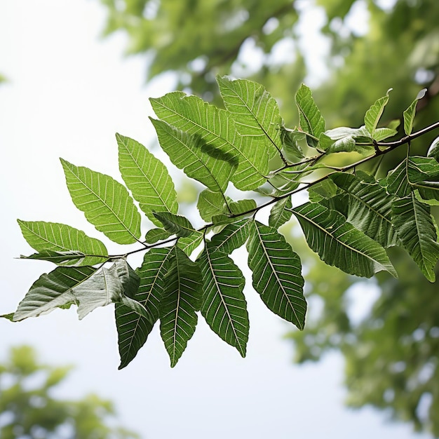 Azadirachta Indica rama del árbol de neem hojas naturales Hd sobre fondo blanco