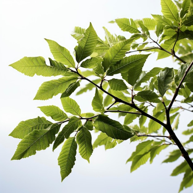 Azadirachta Indica Ramo de árvore de Neem Folhas naturais Hd em fundo branco