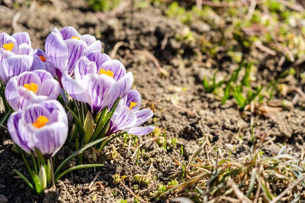 Azafrán brillante Pickwick y las abejas en la primavera