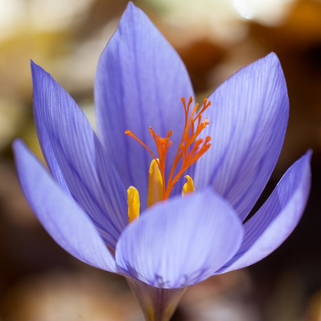 Azafrán flor azul en el bosque