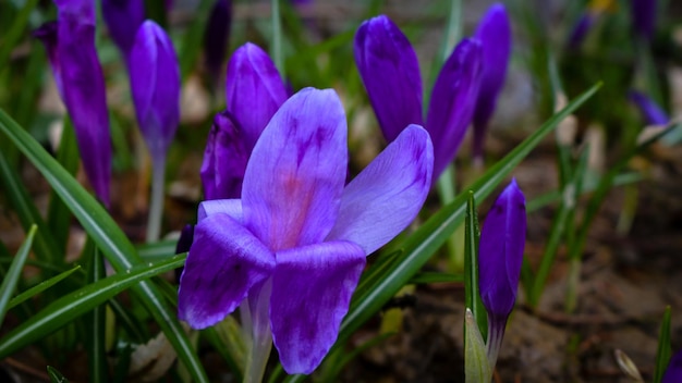 Azafrán de flor de primavera en el bosque