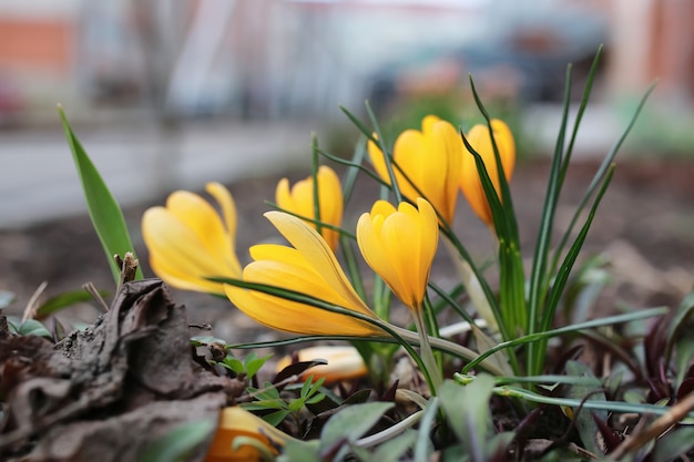 Azafrán de flor de primavera