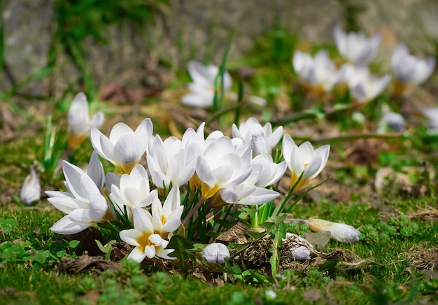 Azafrán de flores de primavera en la naturaleza.