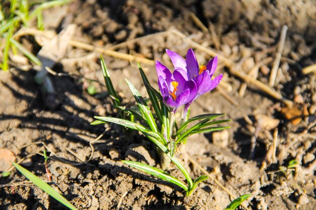 Azafrán púrpura a principios de la primavera