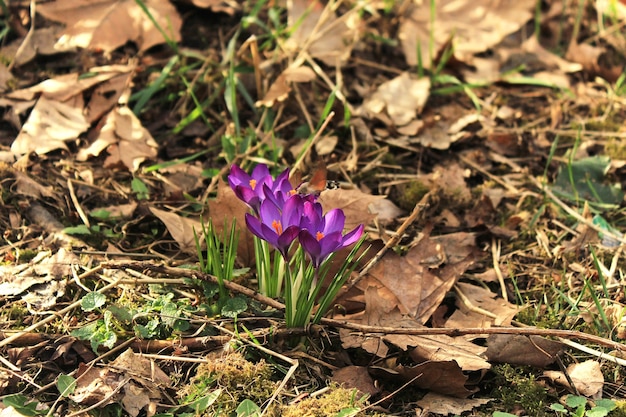 Foto azafrán púrpuras florecientes en primavera