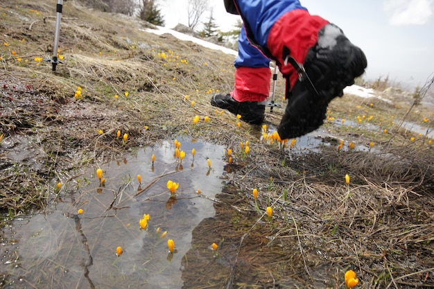 azafranes amarillos que florecen en primavera