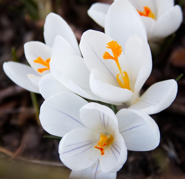 Azafranes blancos tiernos en un césped de primavera fuera de primer plano