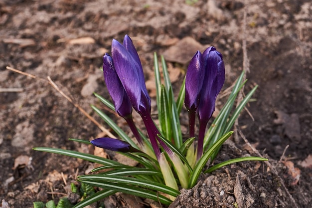 Los azafranes florecen en el césped del jardín. El azafrán o Crocus (lat. Crocus) es un género de plantas herbáceas tuberosas perennes de la familia Iris (Iridaceae).