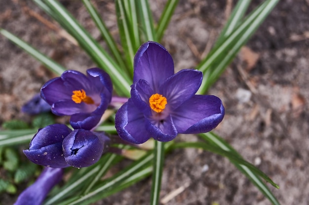 Los azafranes florecen en el césped del jardín. El azafrán o Crocus (lat. Crocus) es un género de plantas herbáceas tuberosas perennes de la familia Iris (Iridaceae).