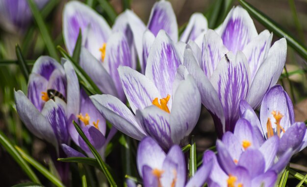 Azafranes floreciendo en el jardín botánico