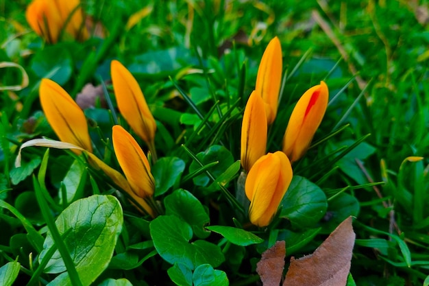 Azafranes florecientes en las montañas en la primavera