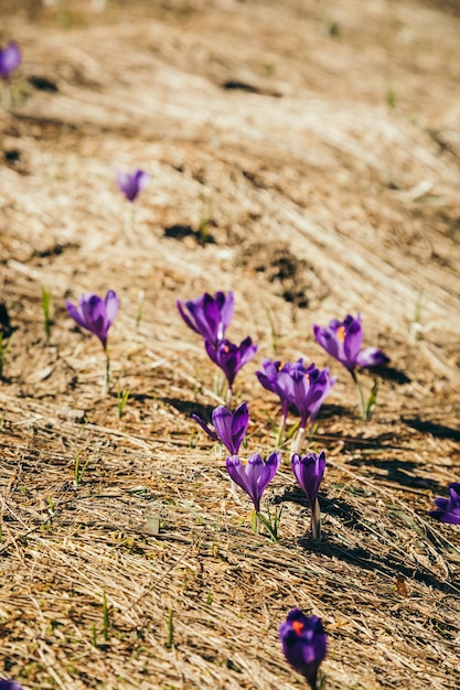 Azafranes de flores de color púrpura sobre hierba amarilla una primavera