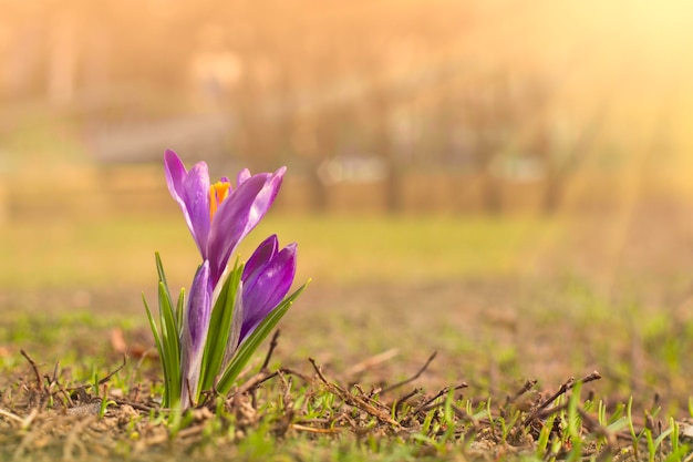 Azafranes flores de primavera en la luz de la tarde Copiar cpace Enfoque selectivo