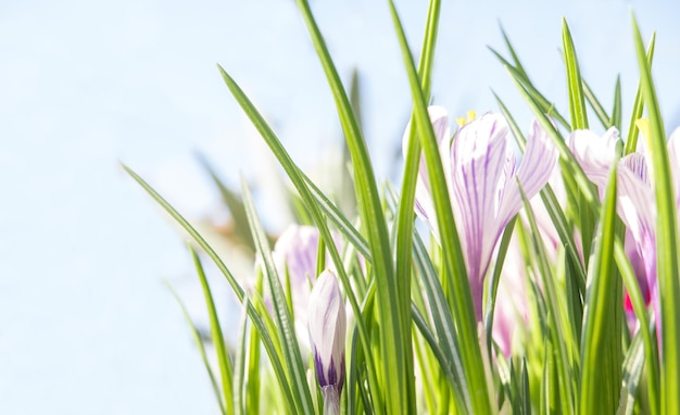 Azafranes de flores de primavera en los rayos del sol sobre un fondo azul