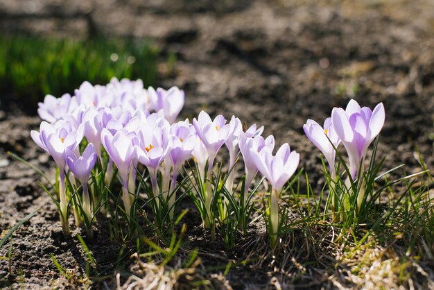 Azafranes de flores de primavera y revivir la naturaleza en un día soleado